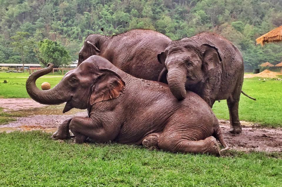 Elephants Playing in the mud