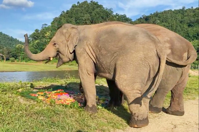 Yindee at Elephant Nature Park