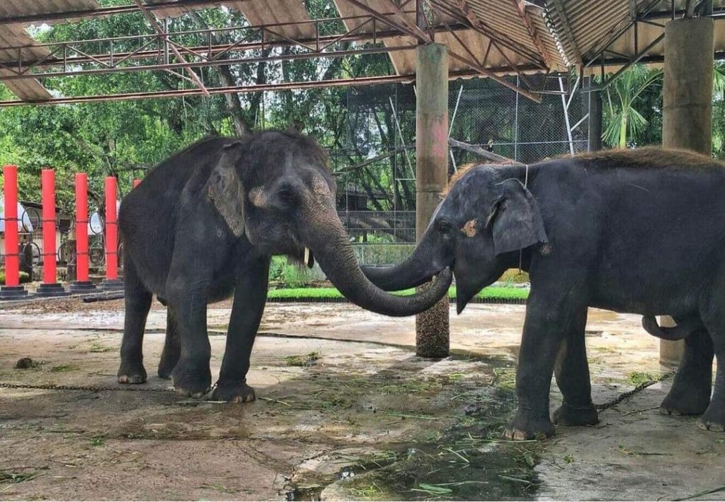 Save Elephant Foundation Rescue – Phuket Zoo – San Mueng and TangMo