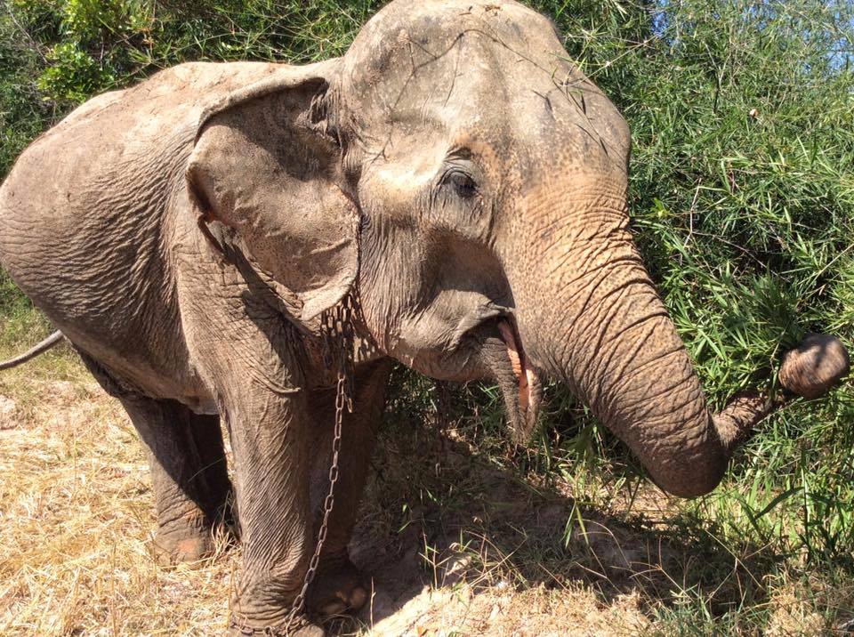 Breaking News from Save Elephant Foundation! Dipor will be rescued to Elephant Nature Park