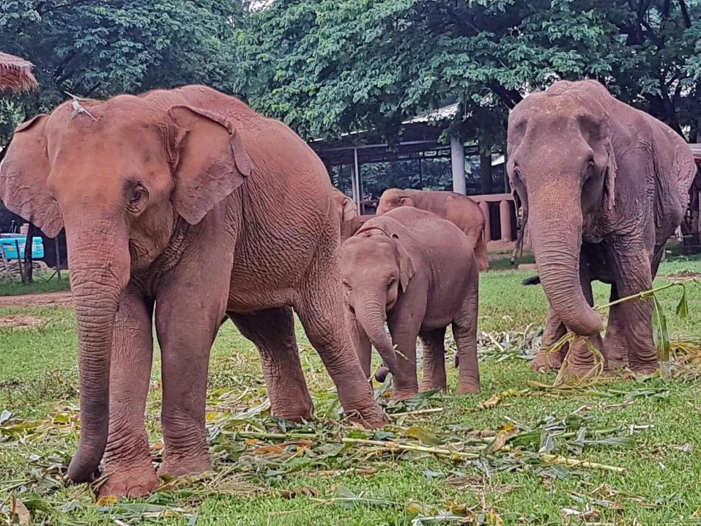 Rescue of 3 elephants for safety reasons