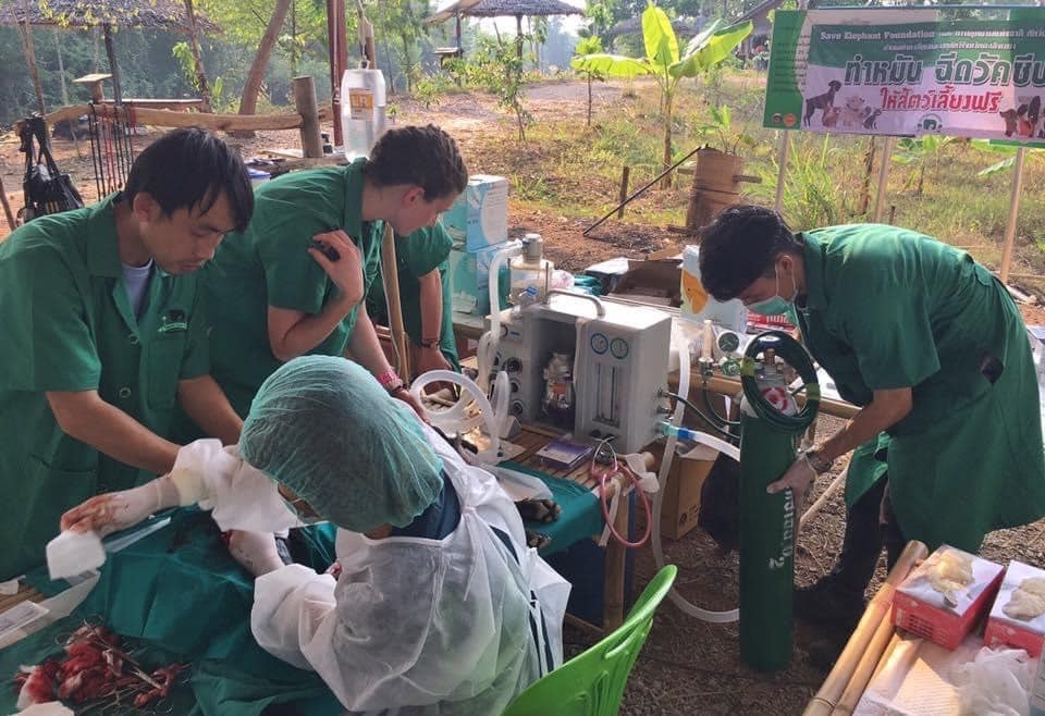 Student Veterinarian and Vet Nurse Internship opportunity at Elephant Nature Park
