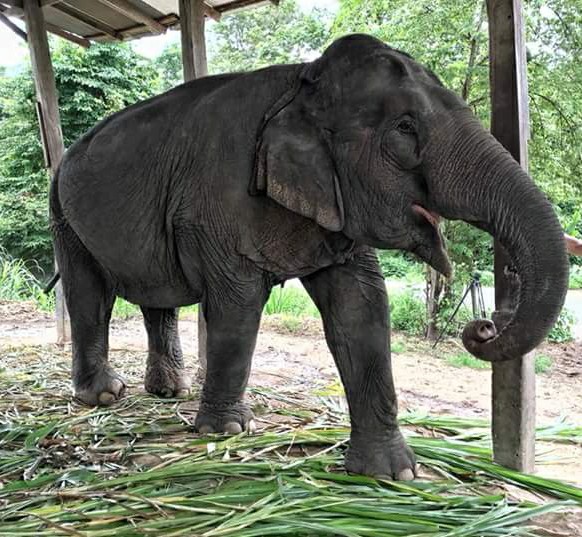 Kanjana finally experiences freedom in the sanctuary of Elephant Nature Park
