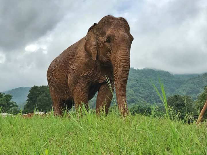 Kanjana enjoying her freedom Elephant Nature Park
