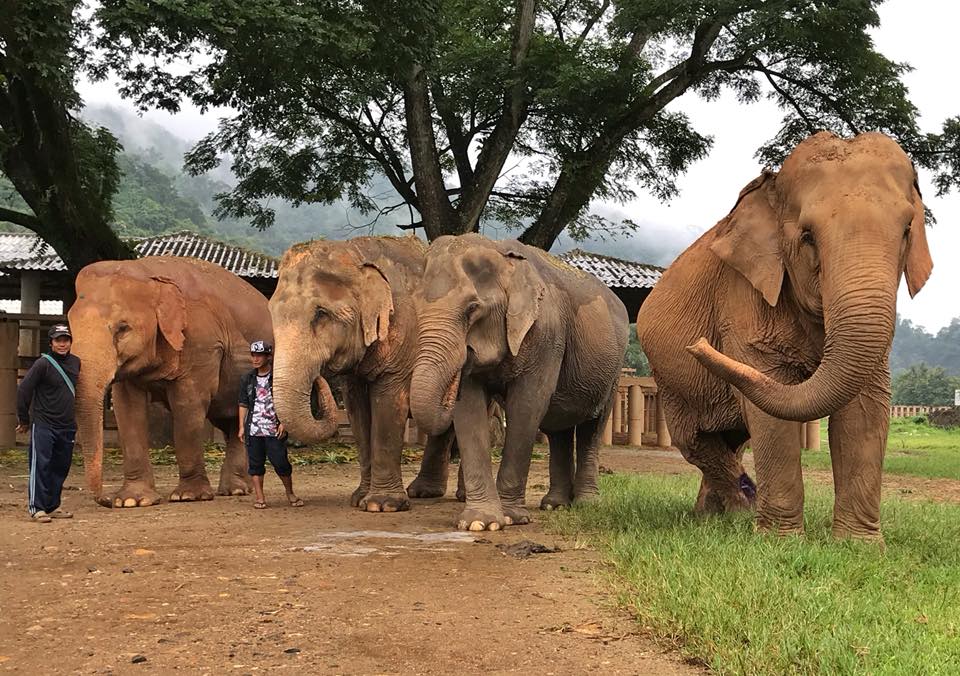 Newly Rescued Elephants FahMui and Kanjana getting along well at Elephant Nature Park