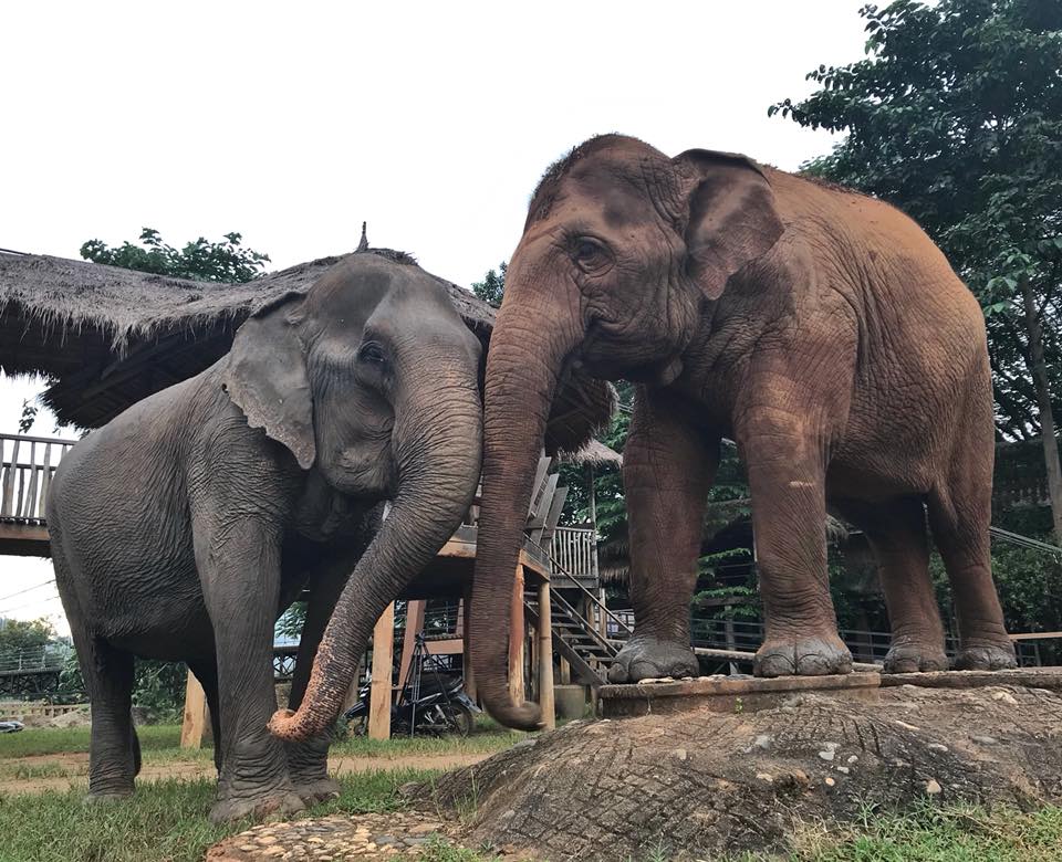 Newly rescued FahMui is making friends in the sanctuary of Elephant Nature Park