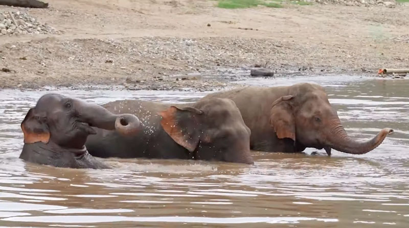 Elephant friends FaaMai MaeLanna and SaoYai relax in the evening after a busy day at Elephant Nature Park