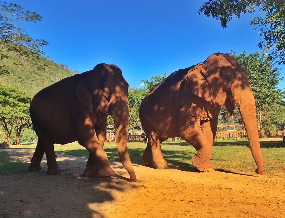 Rescued Elephants FahMui and Kanjana develop a deep bond at Elephant Nature Park