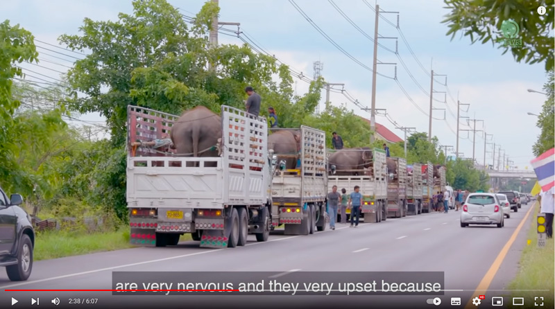 Flashback Friday - 7 elephants rescued by save elephant foundation - the journey to elephant nature park