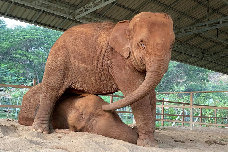 Chana at Elephant Nature Park