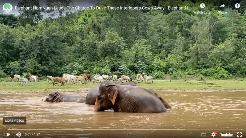Elephants enjoy day trips at Elephant Nature Park - They cross the river !