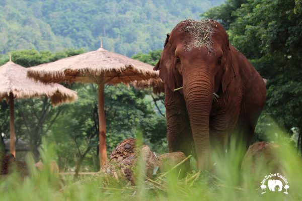 Meet the Elephant Kanjana at Elephant Nature Park Sanctuary