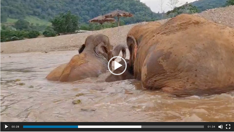 Recently rescued baby elephant Sa Ngae takes his first swim in the river. This isn't just bathing in the shallows, this is deep water. But look at the care and protection his mother & nanny give him.