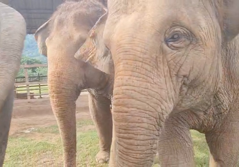 FaaMai brings a smile to everyones face at Elephant Nature Park