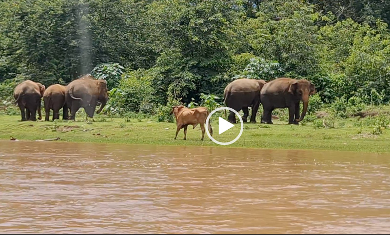 Tangmo is getting annoyed with the neighbors cows on her turf at Elephant Nature Park