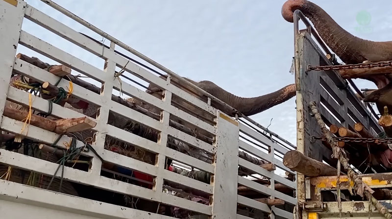 Rescued elephants call each other with roars and low rumblings on their journey