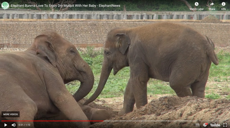 Bunma and her baby Chaba play in a dry mudpit at Elephant Nature Park