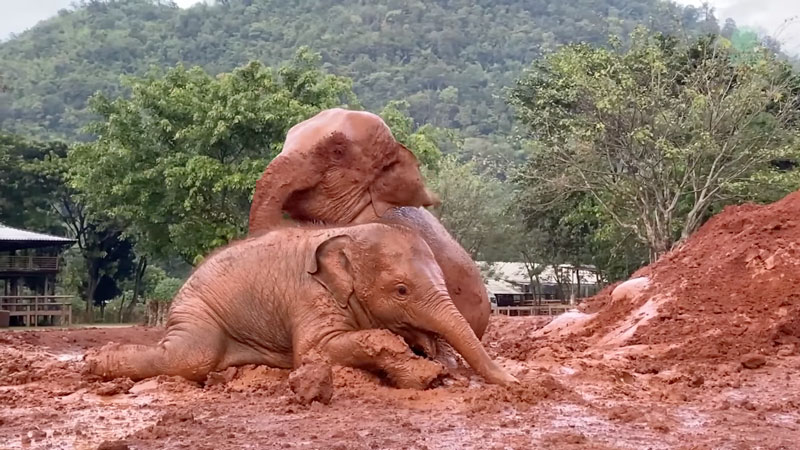 Transformation of a rescued elephant showing before and after health of Chaba