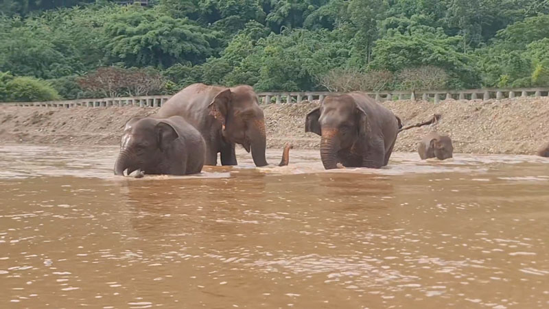 Chaba's family go for a swim before breakfast at Elephant Nature Park