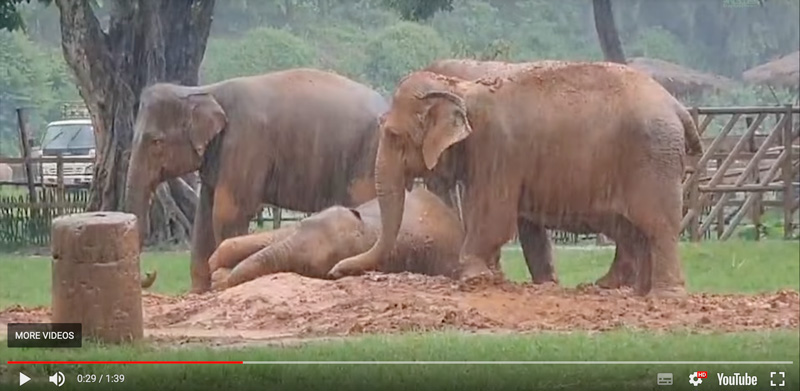 Elephant family protect baby elephant chana in the rain at elephant nature park