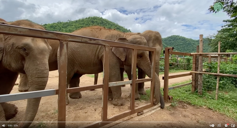 Chana opens the gate and leads her friends to bathe in the river at Elephant Nature Park