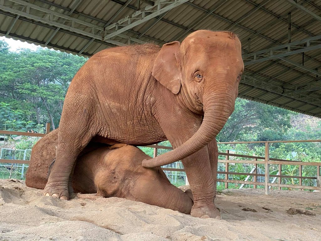 Chana at Elephant Nature Park Chana at Elephant Nature Park