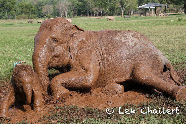 DokNgern With Her Baby DokMai At Elephant Nature Park