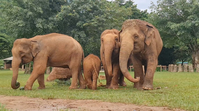 Early morning at Elephant Nature Park