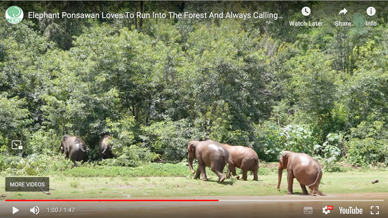 landmine survivor elephant of the ponsawan calls her friends to run through the forest in the sanctuary of elephant nature park