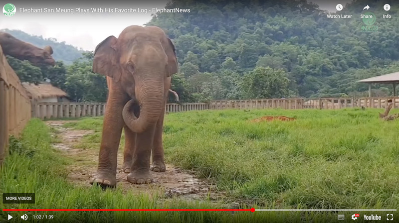 elephant of the week sanmueng at elephant nature park