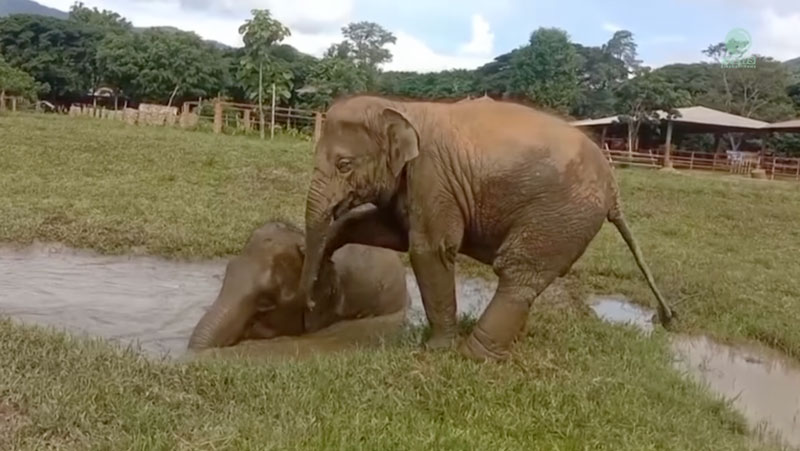 Double Trouble! Two Young Elephants Wan Mai And Bai Toey Indulge In The Mud Pit
