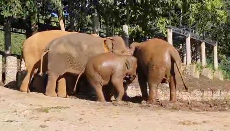 Kanjana and FahMui were delighted to see FaaMai come to join with their afternoon swim