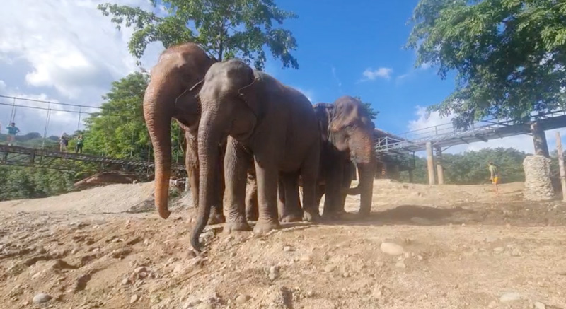 FaaMai with her adoring companion MuayLek meet up with SaoYai and MaeLanna at Elephant Nature Park