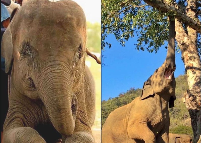 Flashback Friday 28 July 2023: FaaSai Before her rescue and Now at Elephant Nature Park Sanctuary
