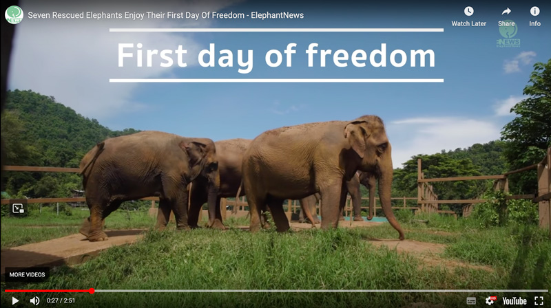 Flashback Friday - 7 elephants rescued by save elephant foundation - first day of freedom at elephant nature park