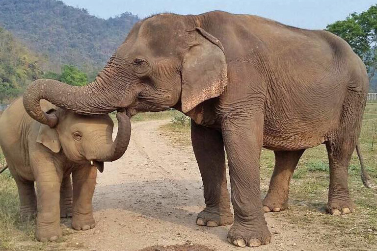 Jaidee searching for friends and family at Elephant Nature Park Jaidee searching for friends and family at Elephant Nature Park