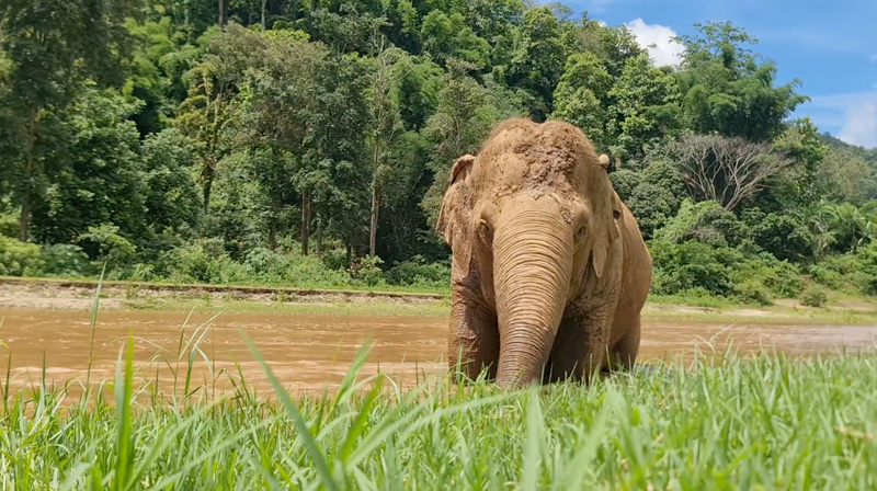 Jokia at Elephant Nature Park