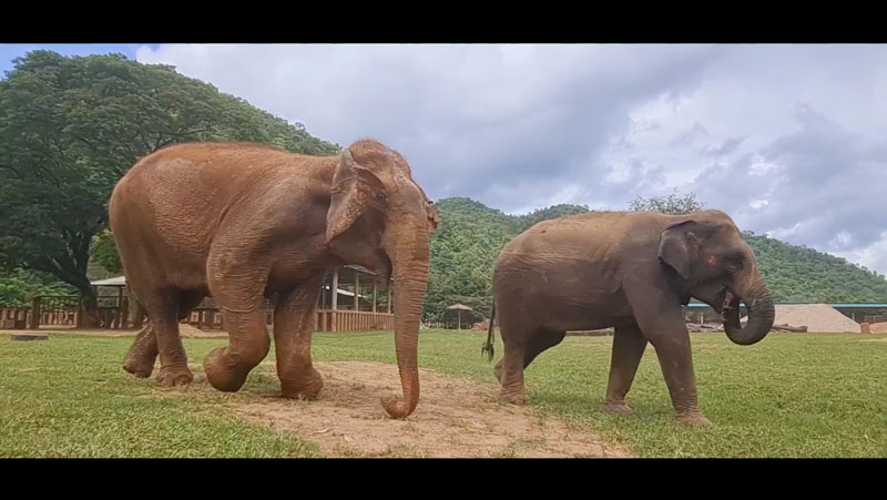 elephant of the week kabu at elephant nature park