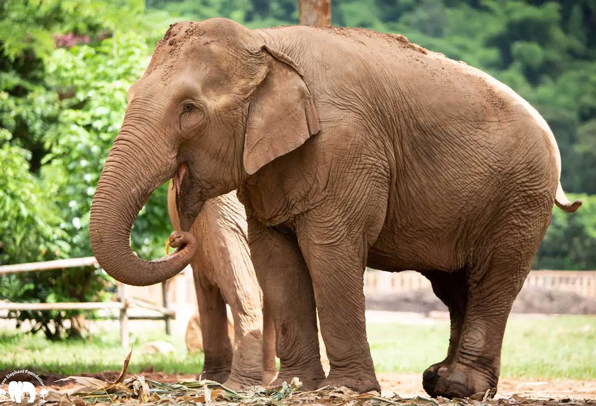 Meet the Elephant Kanjana at Elephant Nature Park Sanctuary