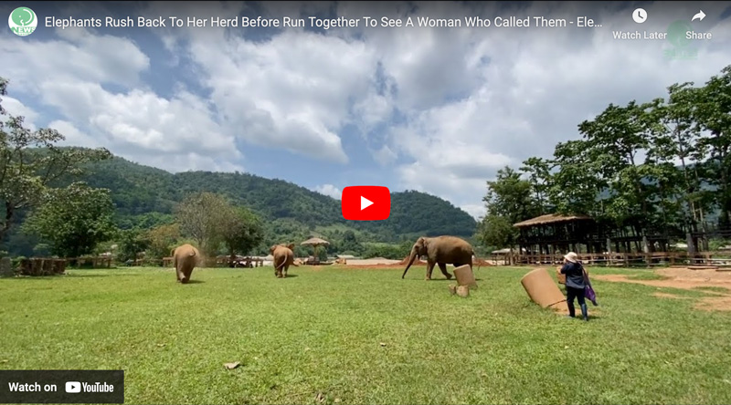 This event happens every time Lek walks among the elephants at Elephant Nature Park