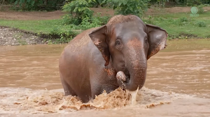 Former Trekking Elephant expresses her new life of freedom in the Mae Taeng River