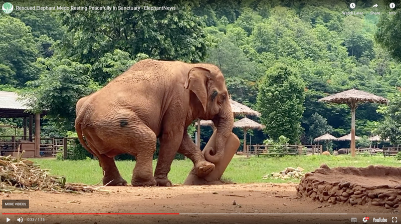 Rescued elephant Medo relaxes in the sanctuary of elephant nature park