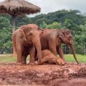 Rescued Elephants Building New Family Bonds Elephant Nature Park Sanctuary