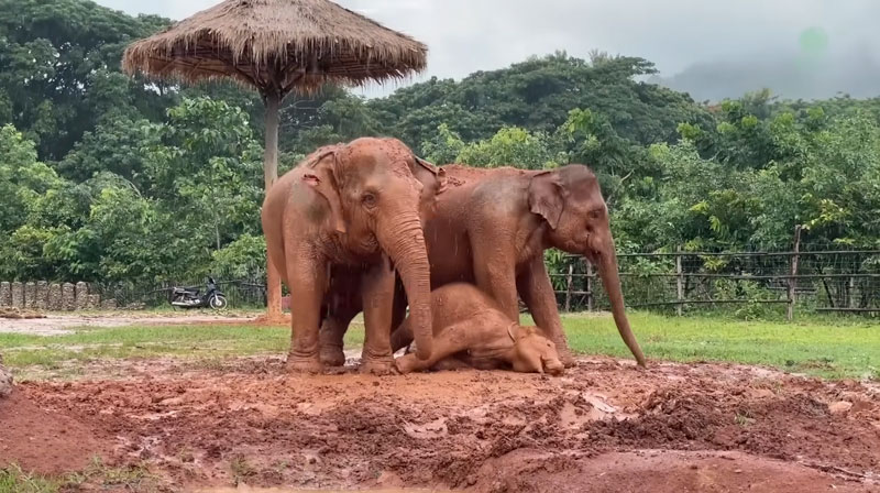 Rescued elephants building new family bonds in the sanctuary of Elephant Nature Park