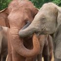 Save Elephant Foundation Rescue Update: MuayLek Settling Into Elephant Nature Park