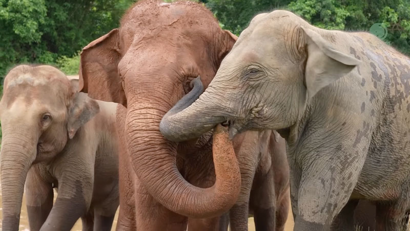 Save Elephant Foundation Rescue Update: MuayLek settling into elephant Nature Park