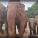 Update On MuayLek: A Trip To The River With Chana’s Family And FaaMai At Elephant Nature Park