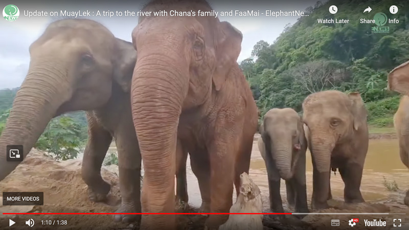 MuayLek the newly rescued elephant visits the river at elephant nature park