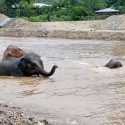 MuayLek Is Now Enjoying The River At Elephant Nature Park With Many Friends