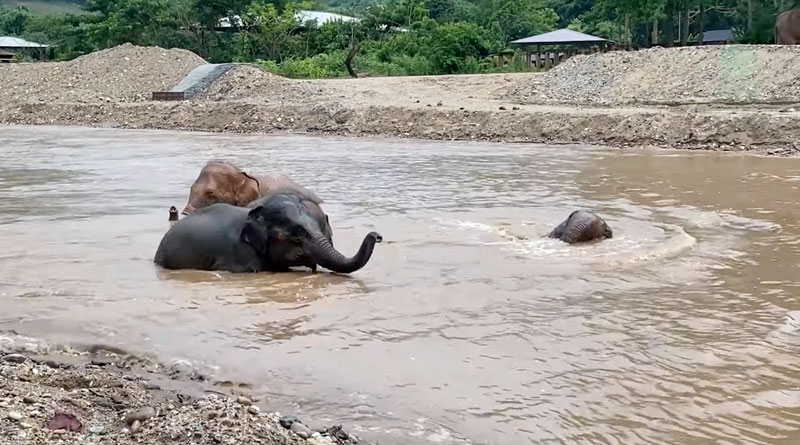 MuayLek is now enjoying the river at Elephant Nature Park with many friends
